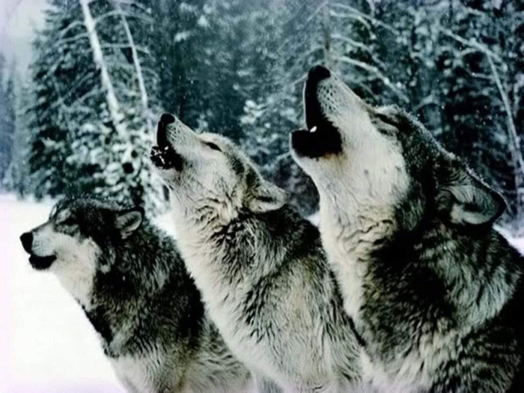 Majestic Wolf Pack Howling in Snowy Forest Wallpaper Background