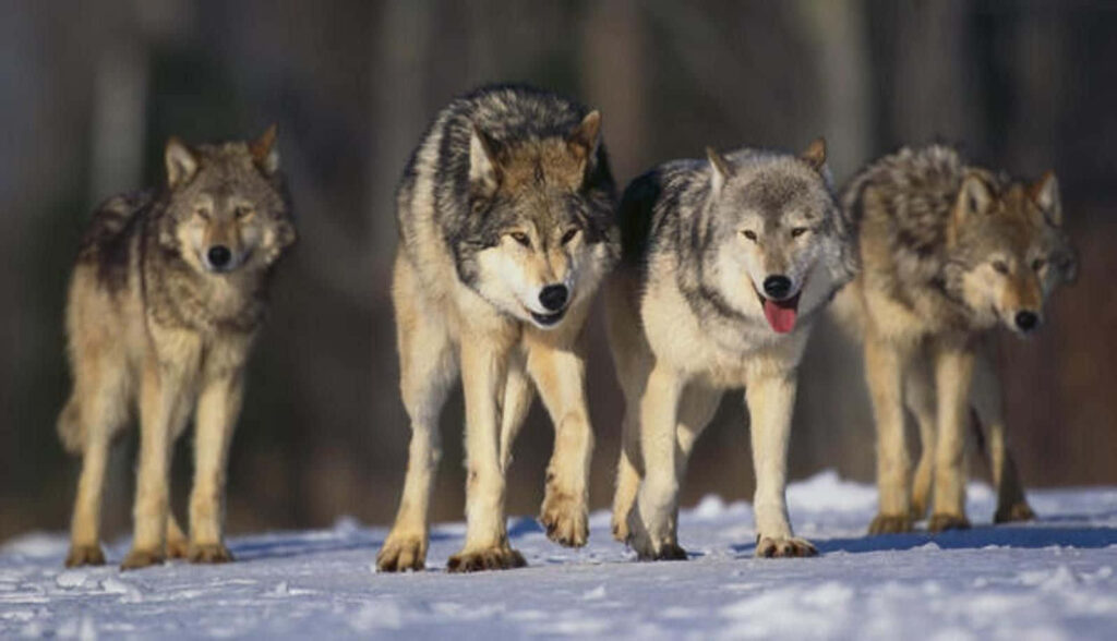 Majestic Wolf Pack in Snowy Landscape - Serene Winter Background Wallpaper