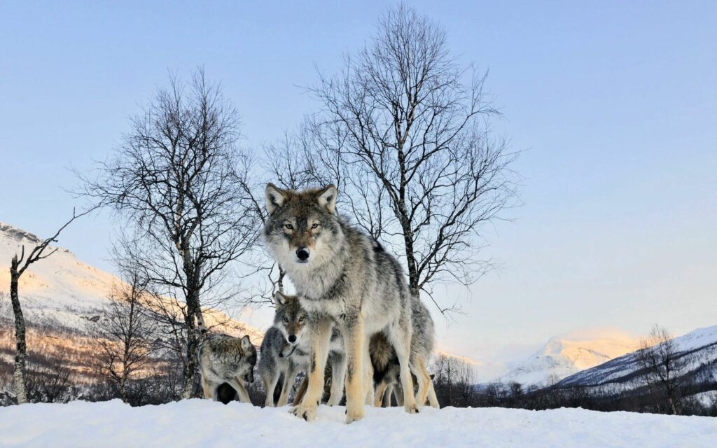 Majestic Winter Wolf Pack Wallpaper: Strength in a Snowy Landscape