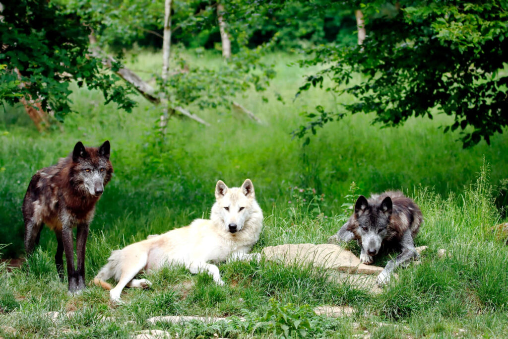 Majestic Wolf Pack Wallpaper: Serene Nature Background in Summer