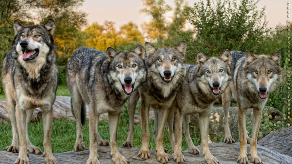 Majestic Wolf Pack Wallpaper: Unity in Wilderness Background