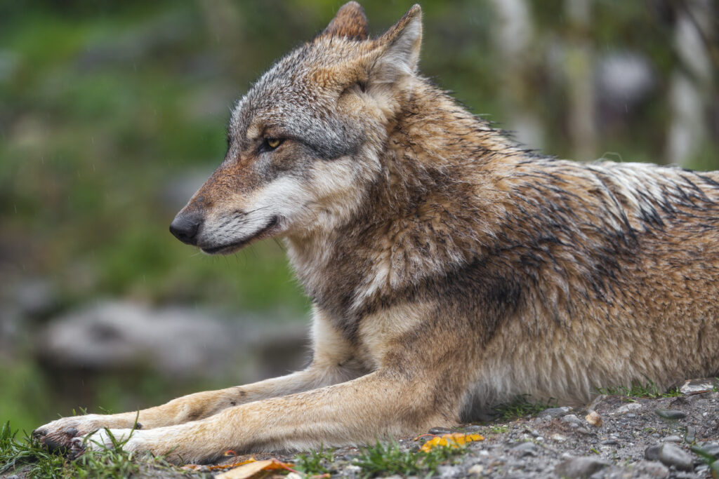 Majestic Wolf Profile Wallpaper – Powerful Predator in Focus