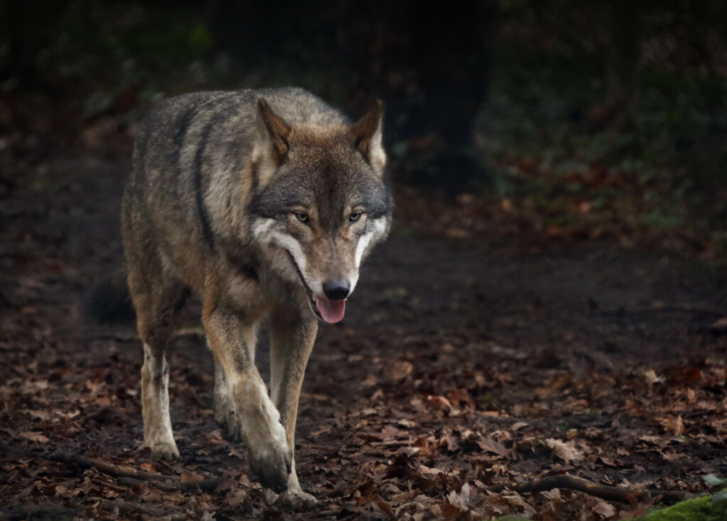 Fierce Wolf Prowling Through Leafy Forest - Majestic Predator Wallpaper