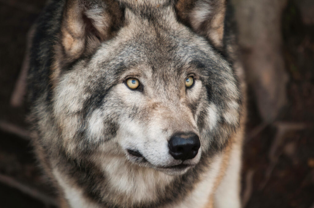 Majestic Wolf in Moonlight: Captivating Night Predator Wallpaper