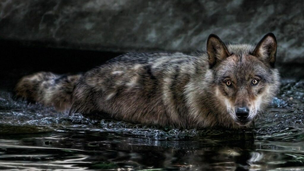 Stunning Wolf Wading Through Water - 1920x1080 Nature Wallpaper