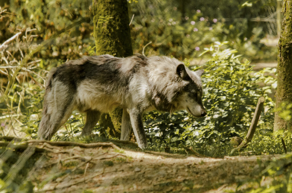 Majestic Wolf Prowling in Lush Forest - Powerful Predator Background Wallpaper