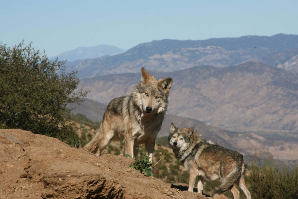 Majestic Wolf Scene: Rocky Outcrop with Mountain Beauty & Clear Skies Wallpaper