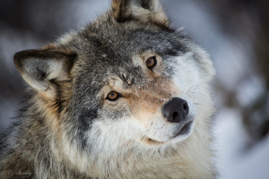 Majestic Wolf Wallpaper: Stunning Gray & Brown Fur in Snowy Background
