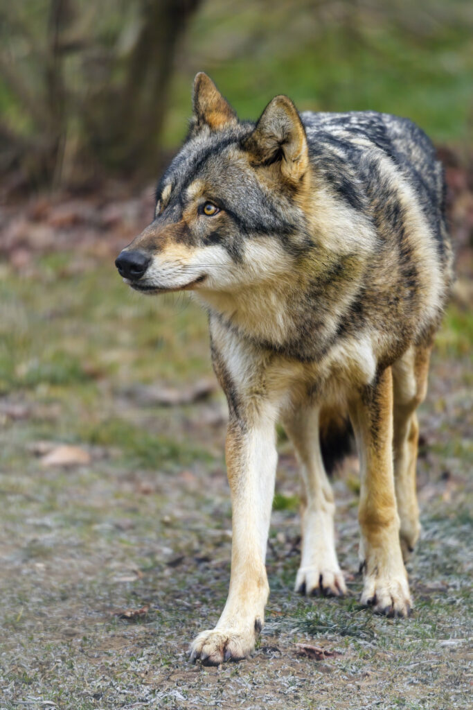 Majestic Wolf Wallpaper: Vigilant Predator in Blurred Background