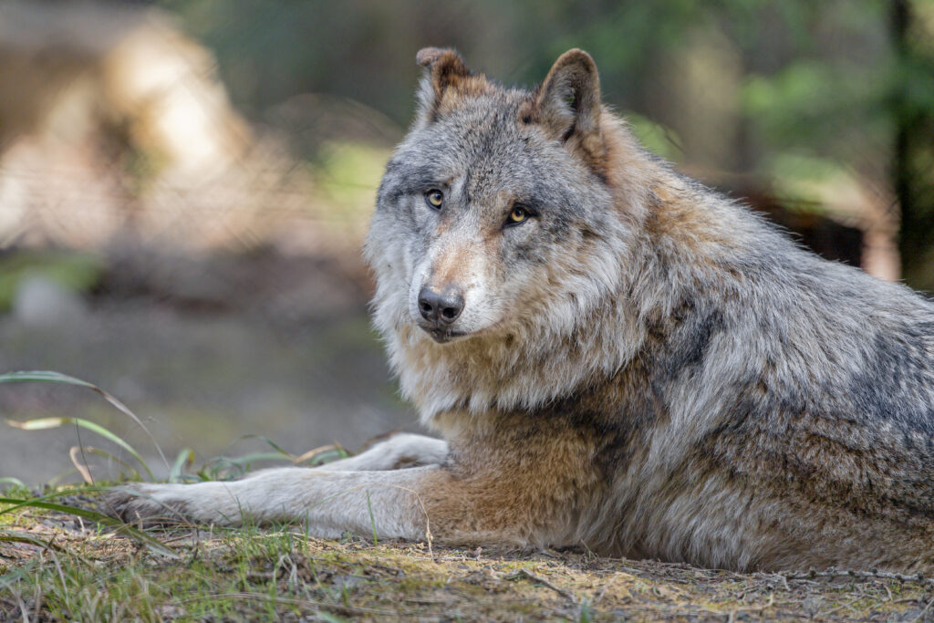 Majestic Wolf Wallpaper: Detailed Wildlife Scene with Serene Background