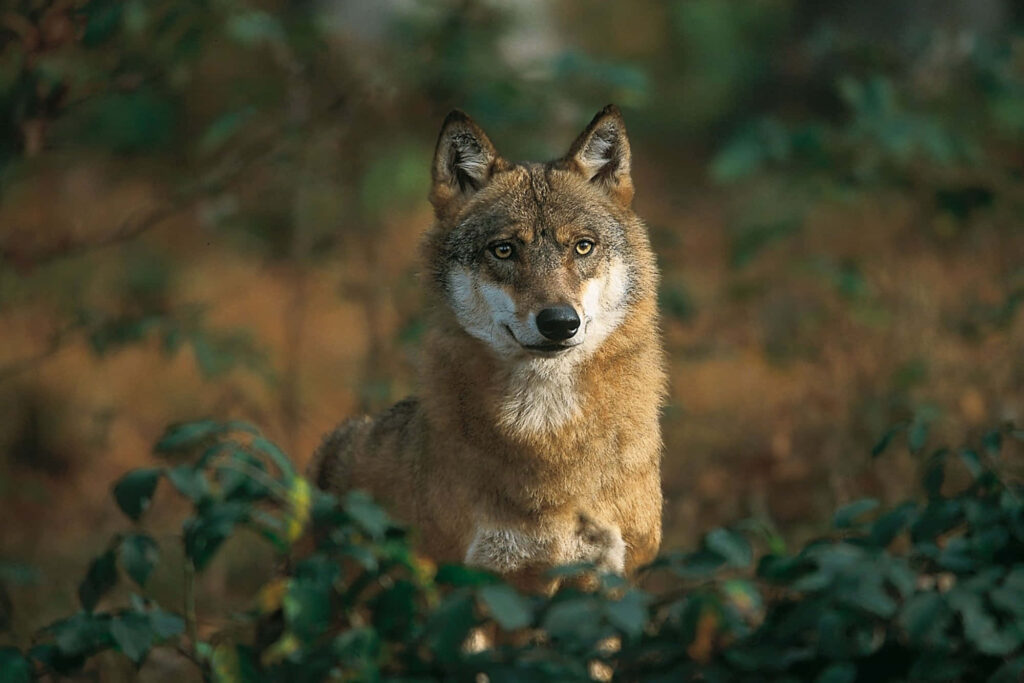 Majestic Wolf in Enchanting Forest - Serene Nature Wallpaper