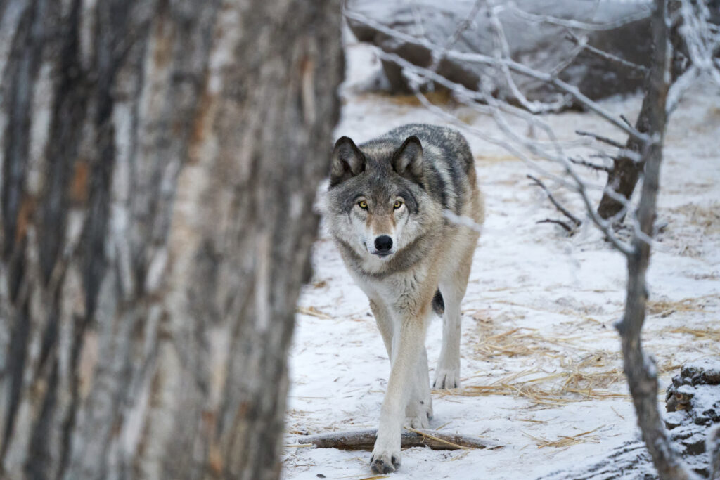 Majestic Wolf Wallpaper: Serene Predator in Snowy Winter Landscape