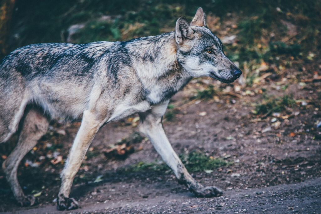 Majestic Wolf Walking Gracefully in Forest Wallpaper Background
