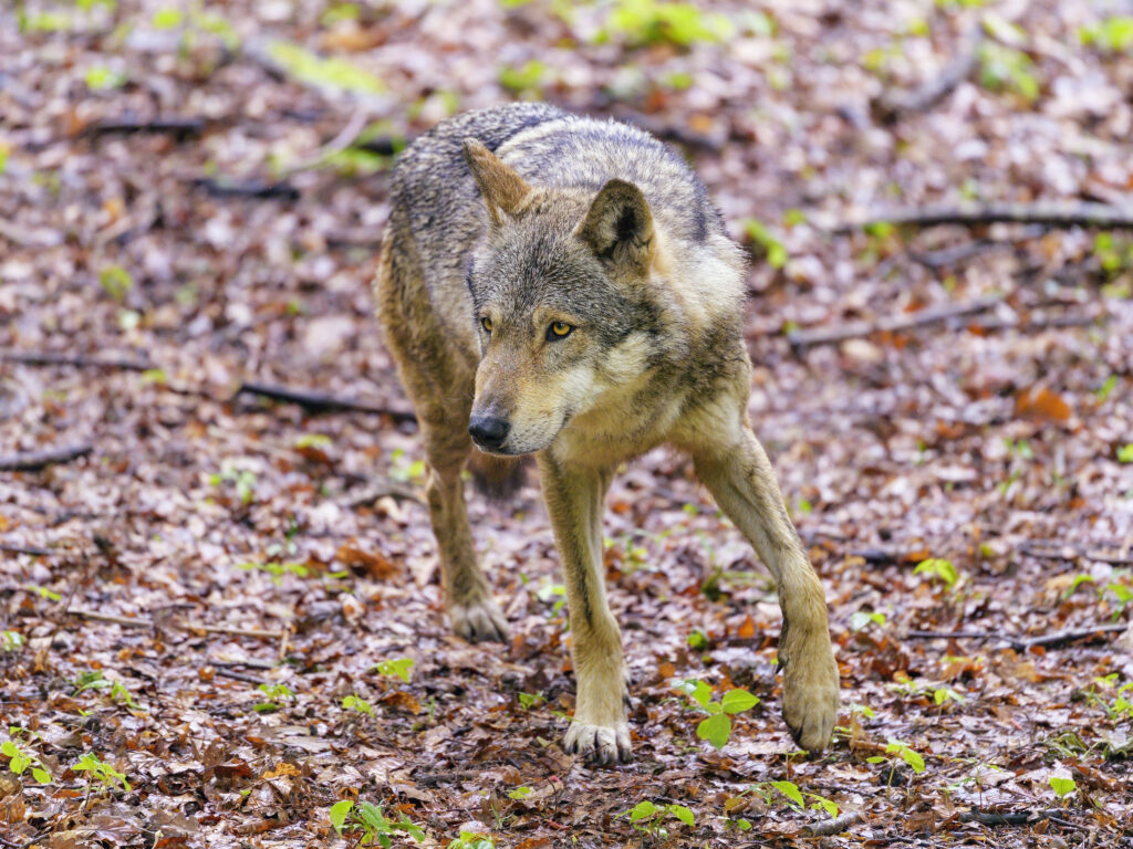 Majestic Wolf in Majestic Wildlife Setting - High-Resolution Wallpaper
