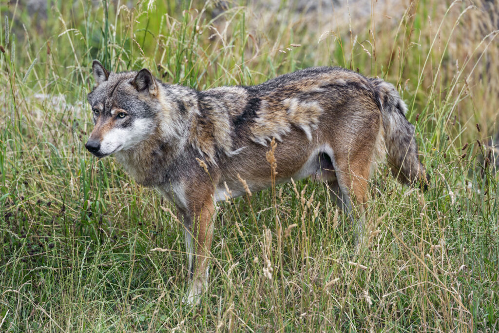 Majestic Wolf Wallpaper in Serene Natural Grass Landscape