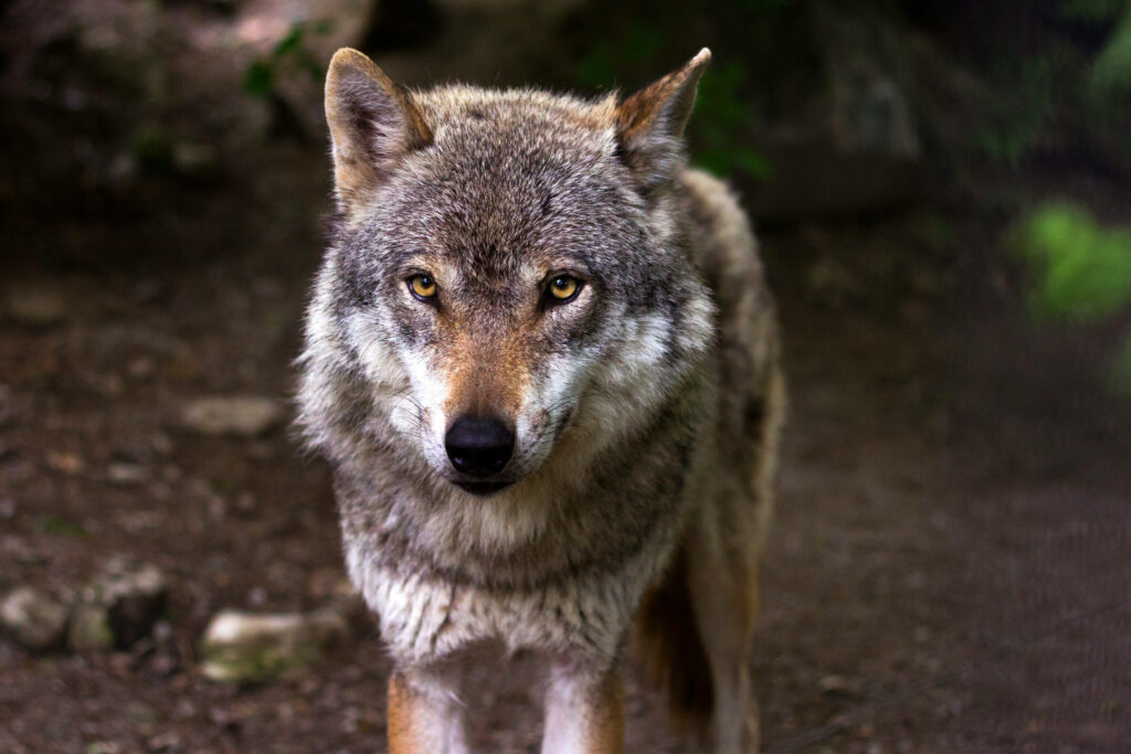 Majestic Wolf in Enigmatic Midnight Forest Wallpaper