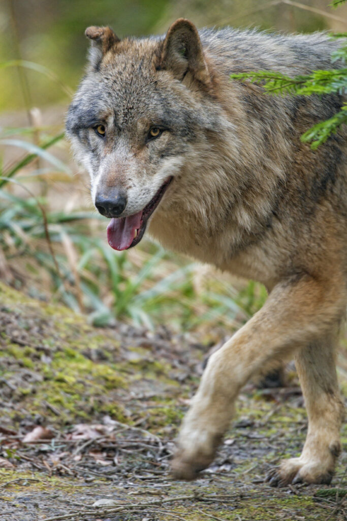 Majestic Wolf in Forest: Captivating Predator Wallpaper