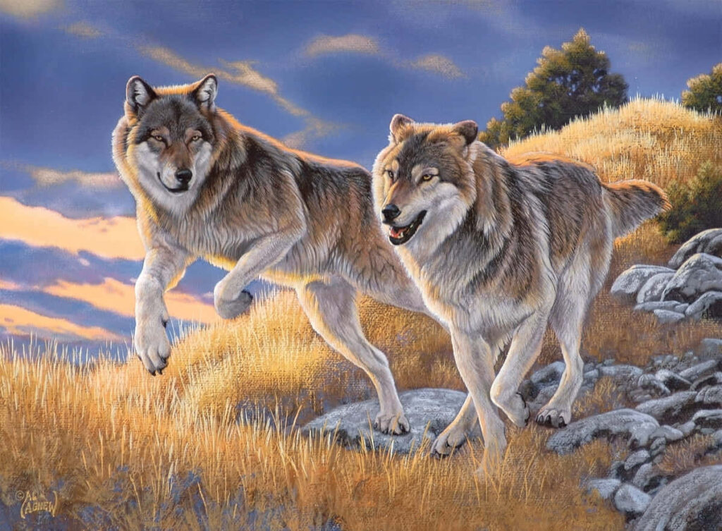 Majestic Wolves Frolicking in a Golden Summer Forest Wallpaper
