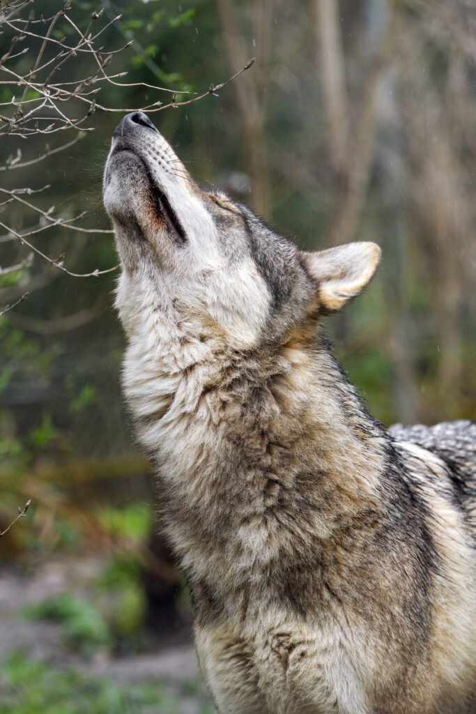 Majestic Wild Wolf Wallpaper: Powerful Predator in Blurred Forest