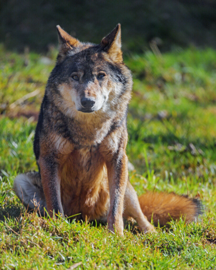 Majestic Wolf Wallpaper: Powerful Predator in Lush Greenery