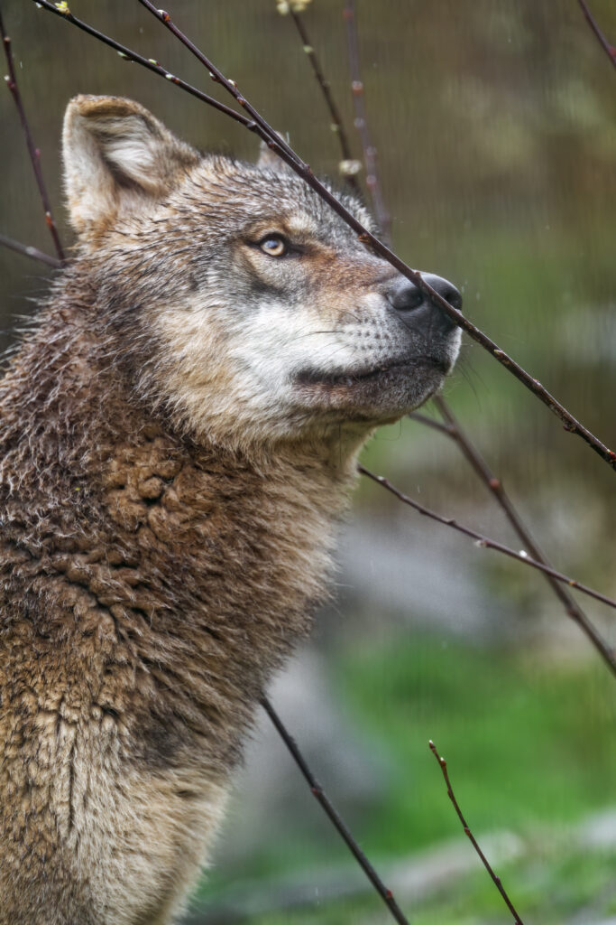 Majestic Wolf Wallpaper: Powerful Predator in Natural Habitat