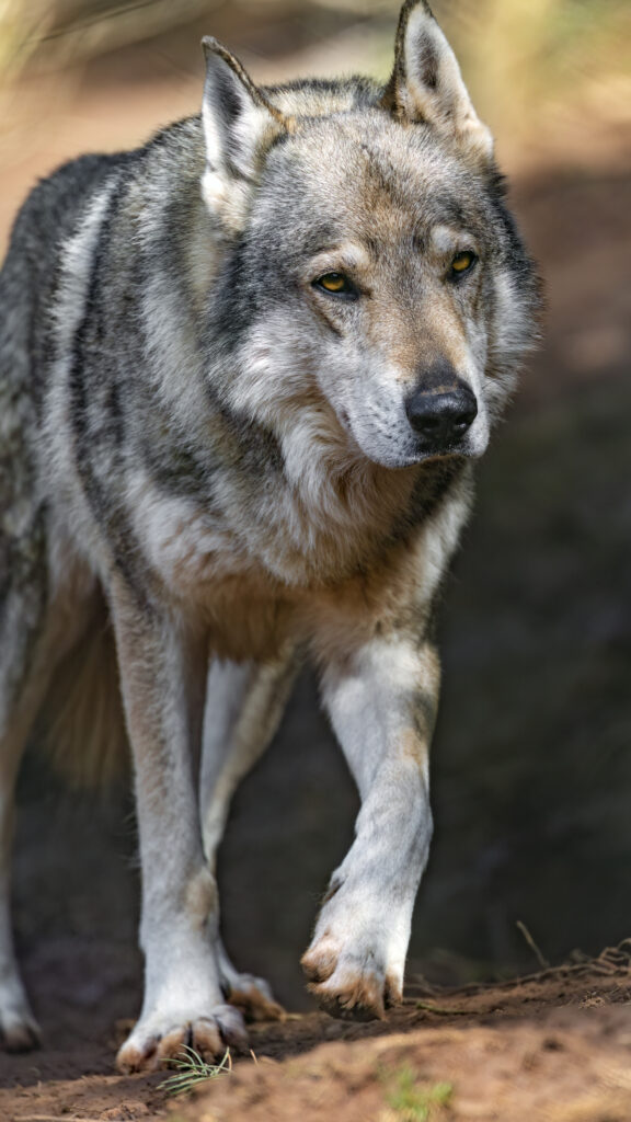 Majestic Wolf Wallpaper: Powerful Predator in Natural Habitat