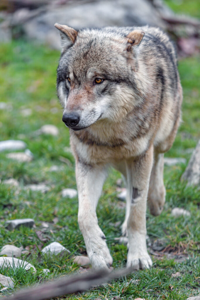 Majestic Wolf Walking Through Grassy Landscape - Wildlife Wallpaper