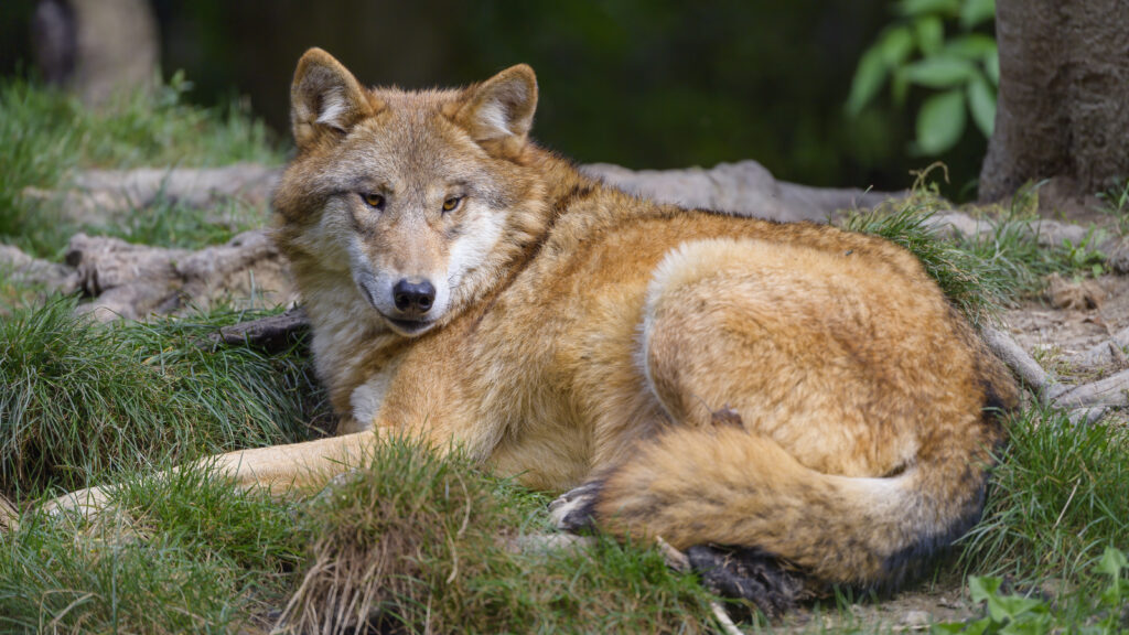 Majestic Wolf Wallpaper: Predator in Lush Wilderness Setting