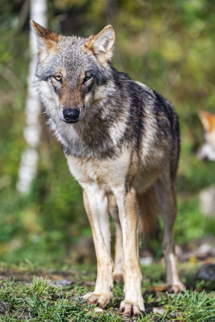 Majestic Wolf Wallpaper: Captivating Predator in Nature's Beauty