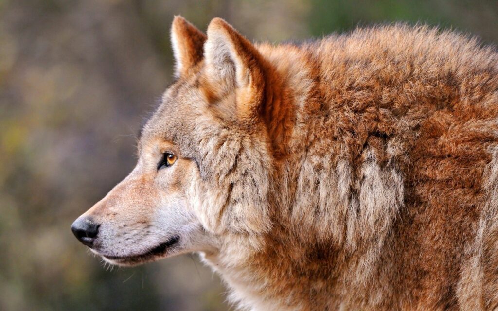 Majestic Wolf Profile Wallpaper - 1920x1200 Background