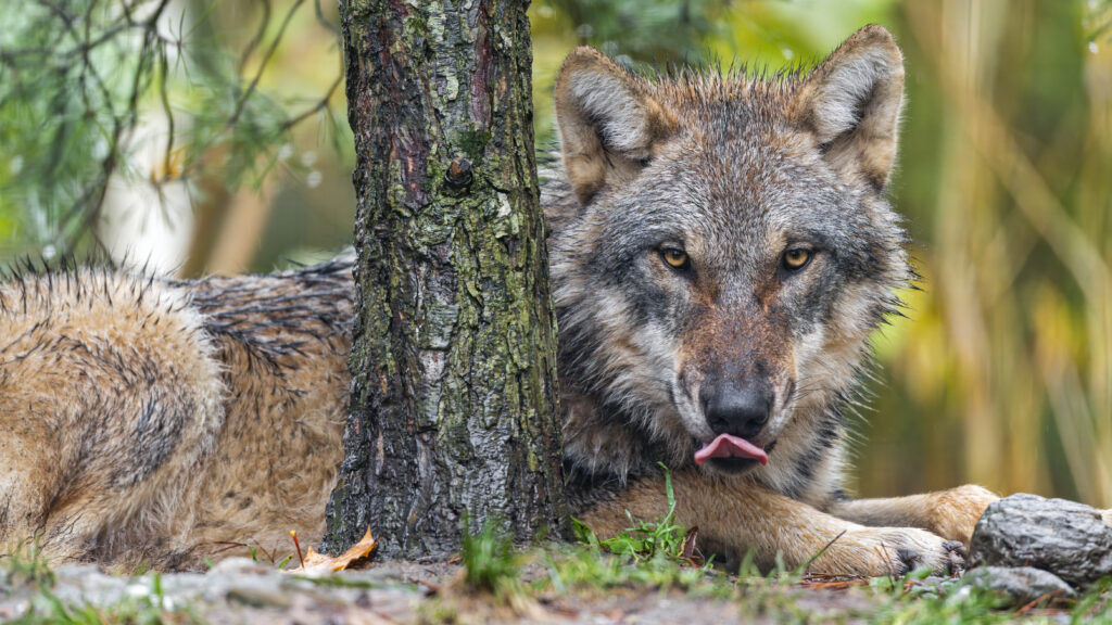 Majestic Wolf Resting by Tree - Realistic Predator Wallpaper