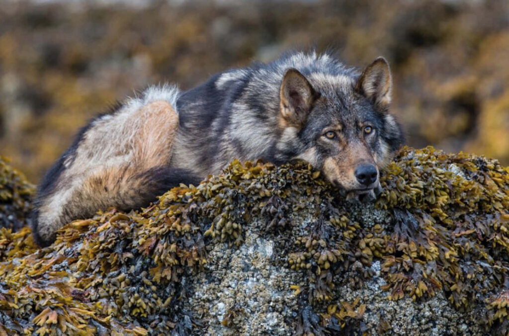 Majestic Wolf Resting on Mossy Rocks - Serene Nature Wallpaper