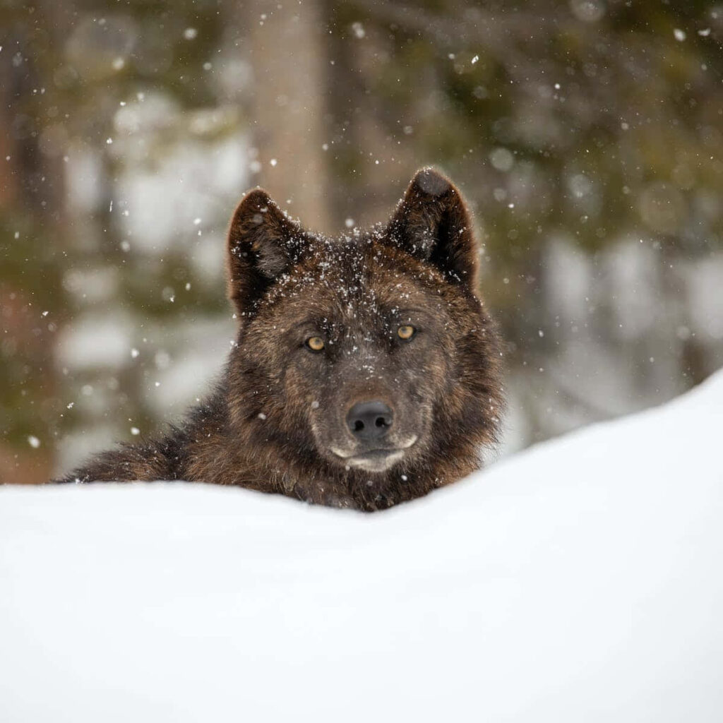 Majestic Wolf Winter Wallpaper: Serene Snowy Landscape Background