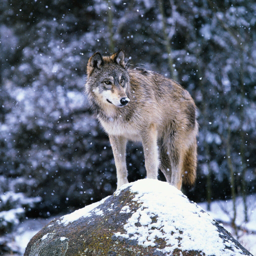 Majestic Wolf on Snowy Rock: Serene Wilderness Wallpaper