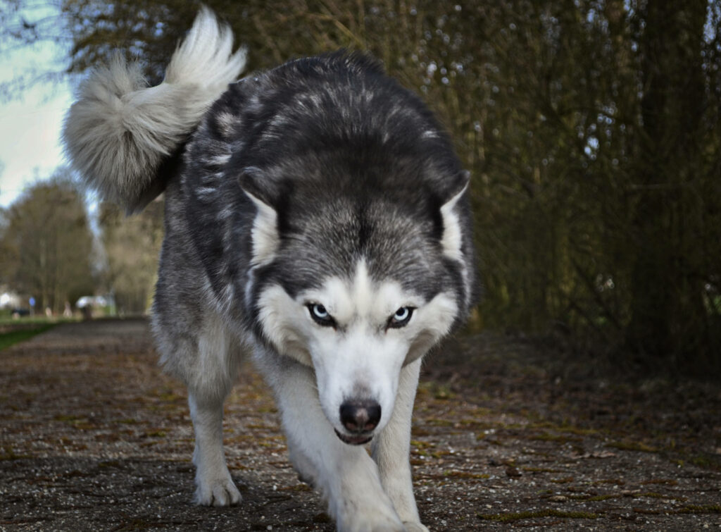 Majestic Wolf Wallpaper: Intense Gaze & Detailed Fur Background