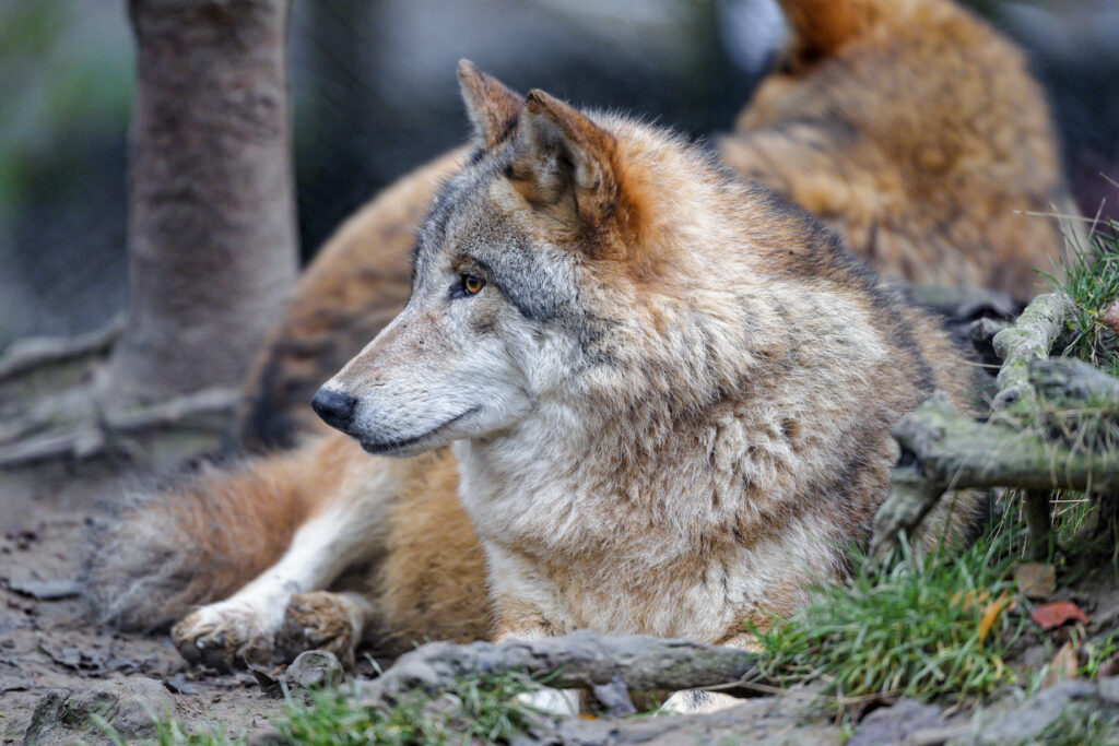Majestic Wolf Wallpaper: Graceful Predator in High Resolution