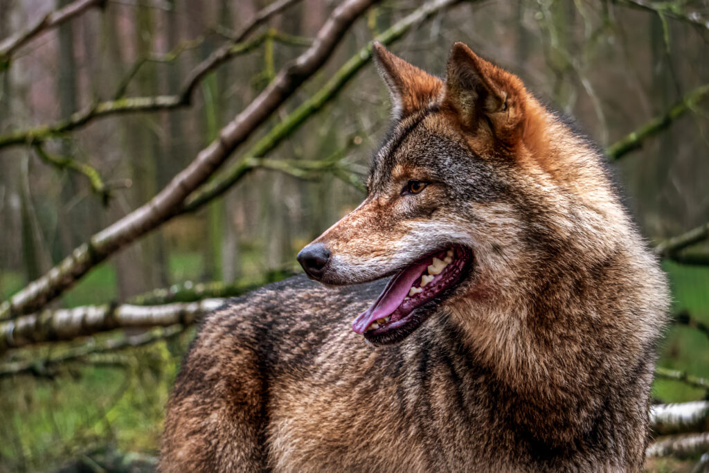 Majestic Wolf in Forest: Captivating Predator Wallpaper Background