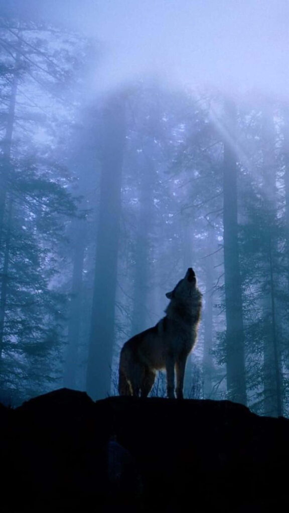 Majestic Wolf in Misty Forest - Enchanting Nature Wallpaper
