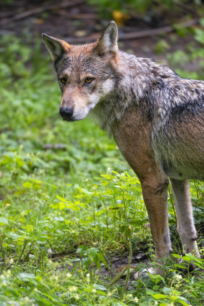 Majestic Wolf in Lush Green Landscape - Nature Wallpaper