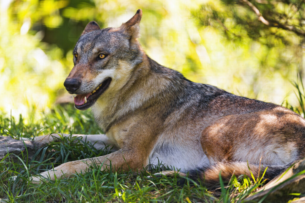 Majestic Wolf Resting on Lush Grass - Nature's Powerful Predator Wallpaper