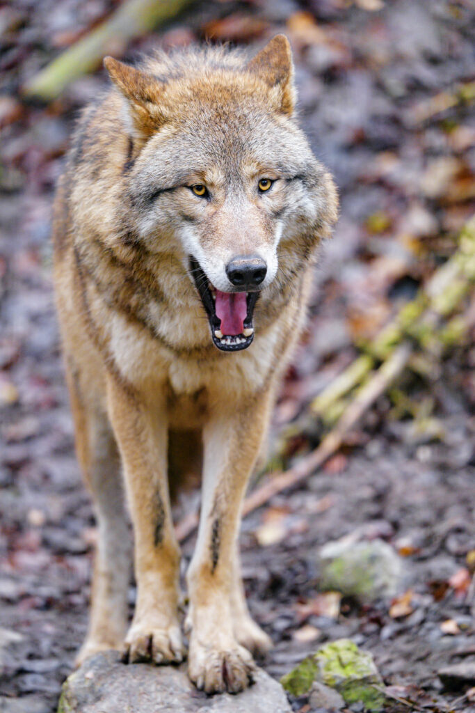 Majestic Wolf Yawning on Rocky Terrain - Nature's Predator Wallpaper