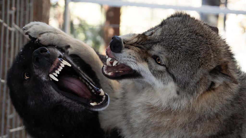 Majestic Wolfdogs: Capturing Raw Power in a Dynamic Moment Wallpaper