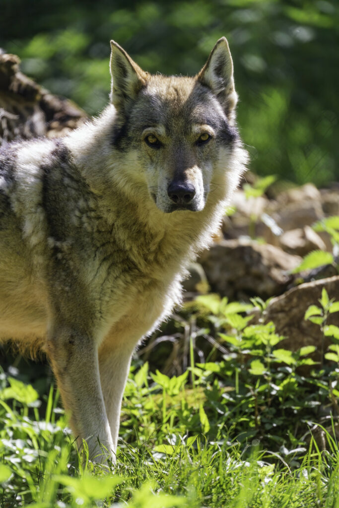 Majestic Wolfdog in Lush Greenery - Stunning Nature Wallpaper