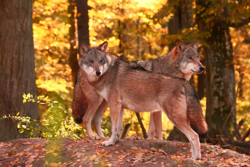 Majestic Wolves Amidst Autumn Leaves - Serene Forest Background Wallpaper
