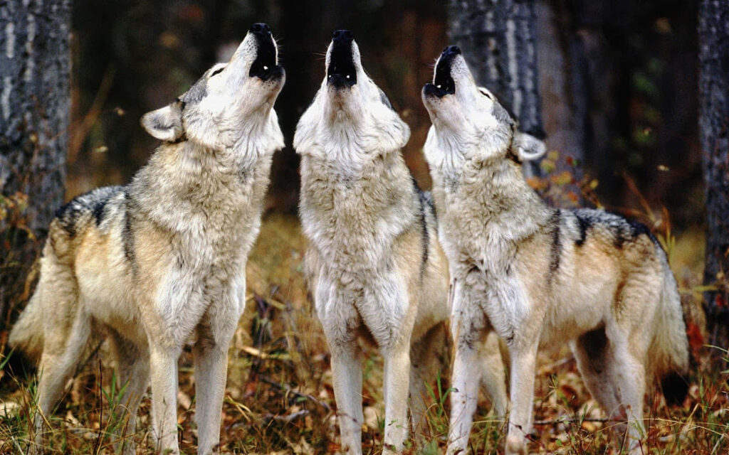 Three Majestic Wolves Howling in a Lush Forest Background Wallpaper