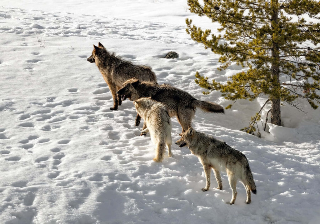 Wolves Howling in Snowy Wilderness - Majestic Winter Wallpaper