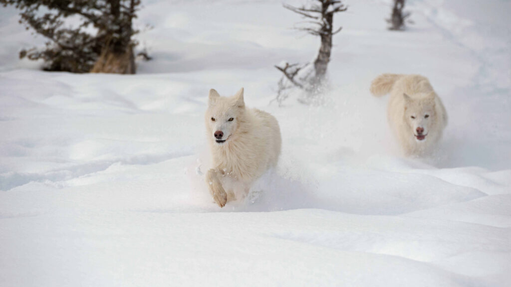 Majestic Wolves Running in Snowy Wilderness - Stunning Wallpaper