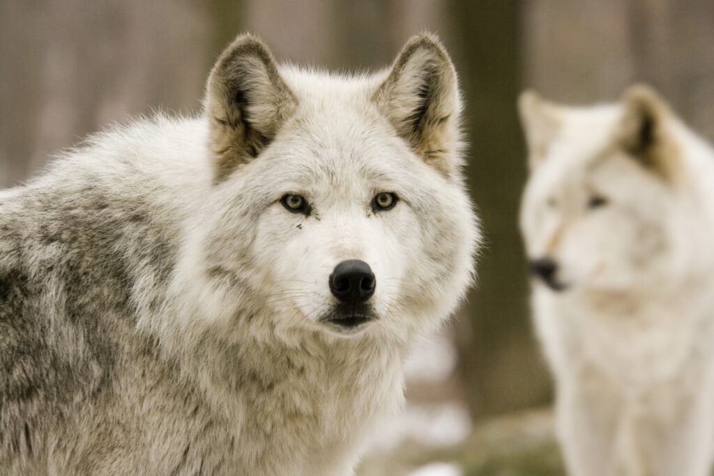Wolves in the Wild: Majestic Predators in Their Forest Habitat Wallpaper