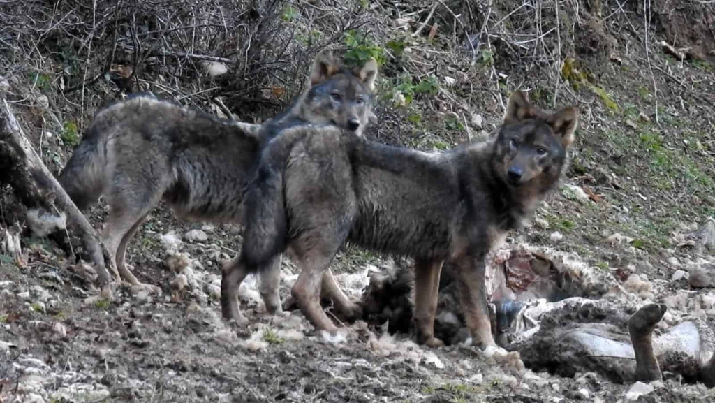Majestic Wolves in Rugged Terrain: Wild Beauty and Natural Power Wallpaper