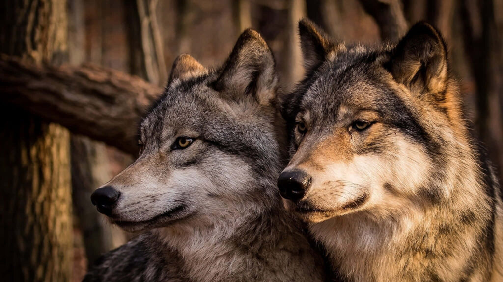 Majestic Wolves in Peaceful Forest - Serene Wallpaper Background